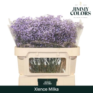 GYPS GEFAE Xlence Milka