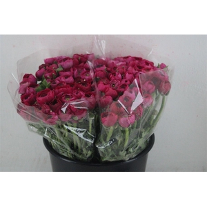 Ran Elegance Hot Pink