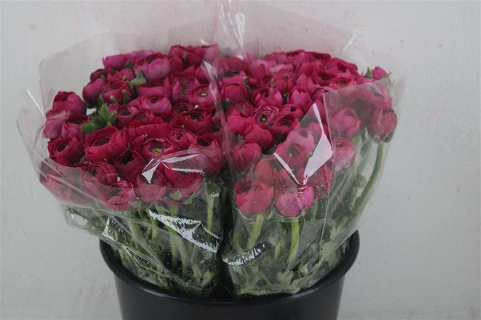 <h4>Ran Elegance Hot Pink</h4>