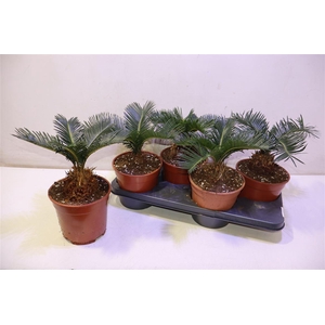 arr8 Cycas Revoluta