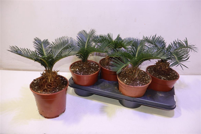 <h4>arr8 Cycas Revoluta</h4>