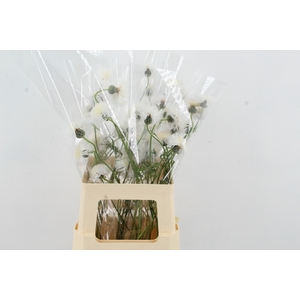 CENTAU WHITE CHOCO ARTISTIEK