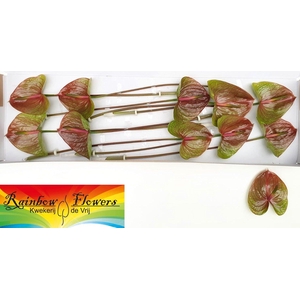 ANTH A EXQUISI QUEEN