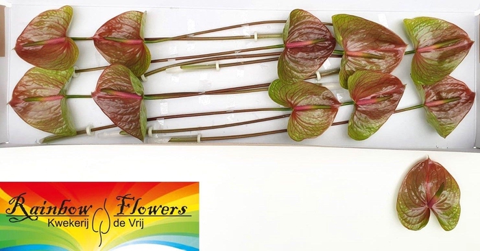 <h4>ANTH A EXQUISI QUEEN</h4>