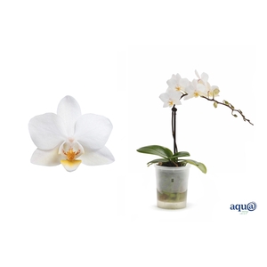 Phal Tiny Dolls Wit 1T7+ Aqu@