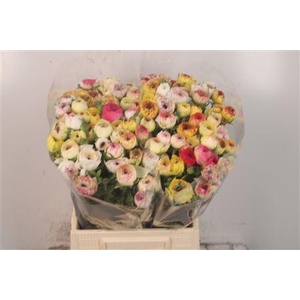 Ran El Yellow Stripe