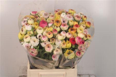 <h4>Ran El Yellow Stripes</h4>