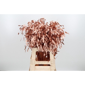 Chasmantium Kl Bh Koper