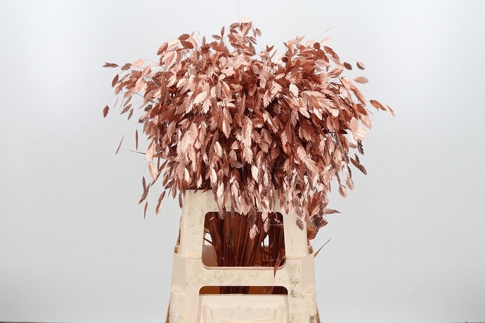 <h4>Chasmantium Kl Bh Koper</h4>