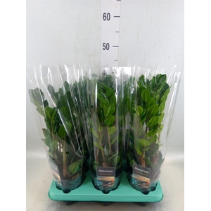 Zamioculcas zamiifolia 'Lima'