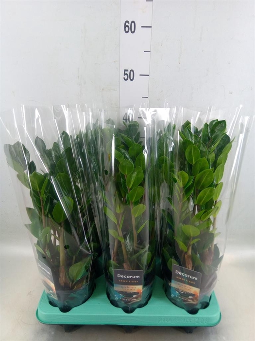 <h4>Zamioculcas zamiifolia 'Lima'</h4>