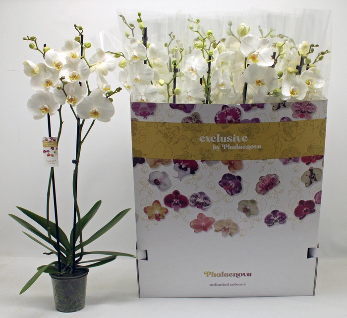 <h4>PHAL OV WIT</h4>