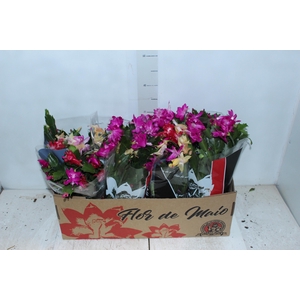 FLOR DE MAIO P15
