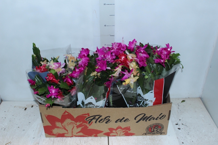 <h4>FLOR DE MAIO P15</h4>