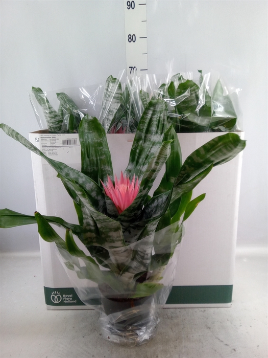 <h4>Aechmea fasciata 'Primera'</h4>