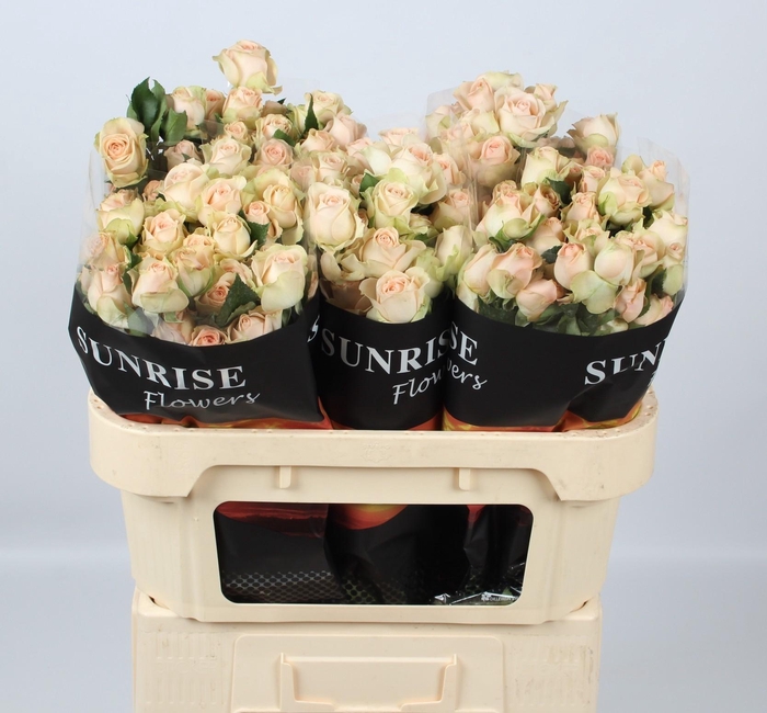 <h4>R TR SANCERRE</h4>