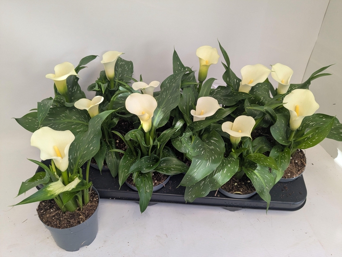 <h4>ZANT CAPT FRESCO</h4>