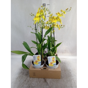 Oncidium   ...