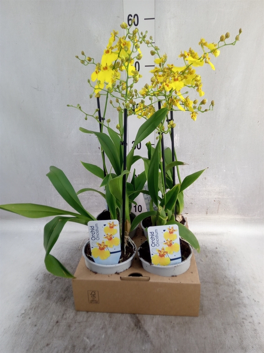 <h4>Oncidium   ...</h4>