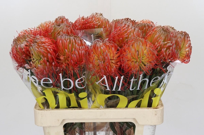 <h4>Nutans Blanche</h4>