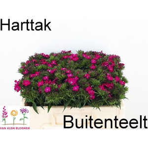 Dianthus barb Amazon Neon Cherry