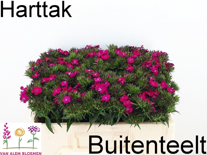 <h4>Dianthus barb Amazon Neon Cherry</h4>