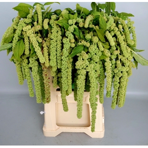 Amaranthus Hang Cycloop Koot