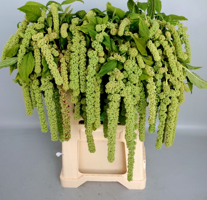 <h4>Amaranthus Hang Cycloop Koot</h4>