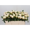 Paeonia Bowl Of Cream