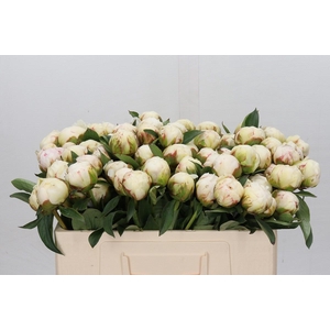 Paeonia Bowl Of Cream