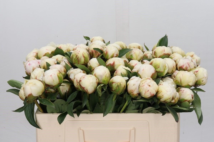 <h4>Paeonia Bowl Of Cream</h4>