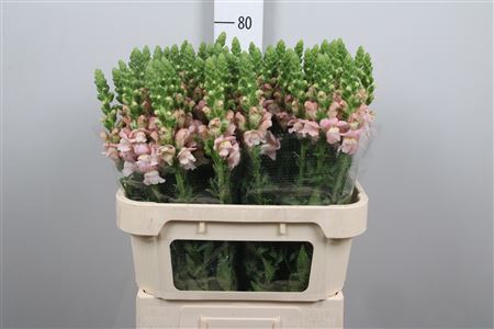 <h4>Antir Avignon Pink</h4>