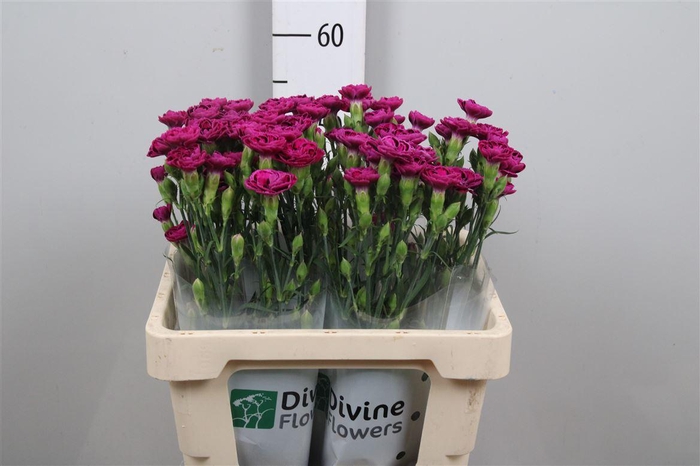 <h4>Di Tropic Butterfly</h4>