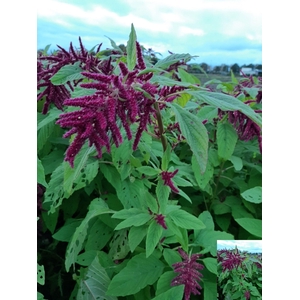 AMARARANTHUS