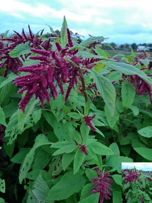 <h4>AMARARANTHUS</h4>