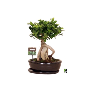 Ficus microcarpa 'Ginseng'