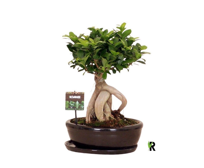 <h4>Ficus microcarpa 'Ginseng'</h4>