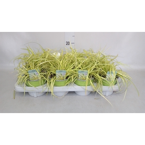 Carex hachijoensis 'Evergold'