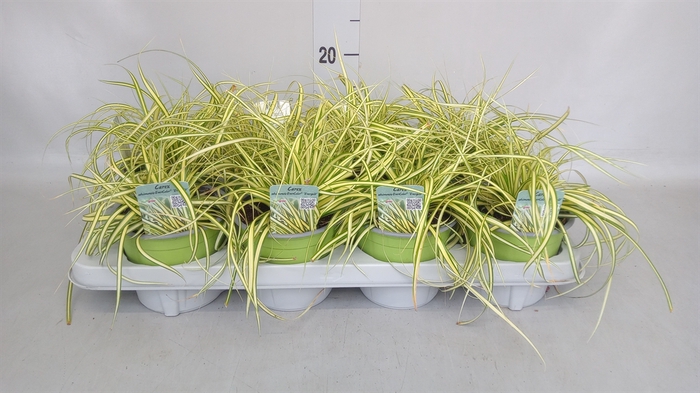<h4>Carex hachijoensis 'Evergold'</h4>
