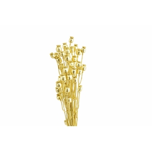Dried Papaver Gold Bunch Slv