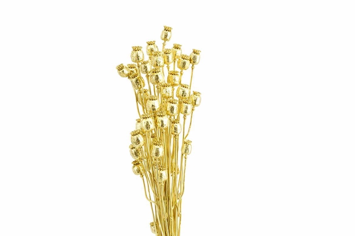 <h4>Dried Papaver Gold Bunch Slv</h4>