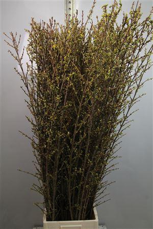 <h4>Forsy I Spectabilis</h4>