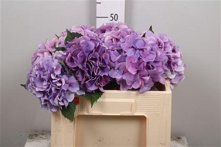 <h4>Hydr M Royal Love B</h4>