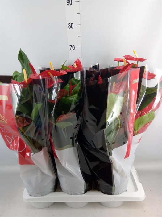 <h4>Anthurium andr. 'Madural'</h4>