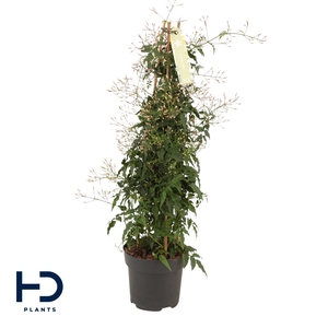 Jasminum piramide 500 knop p17 (Jasmijn)