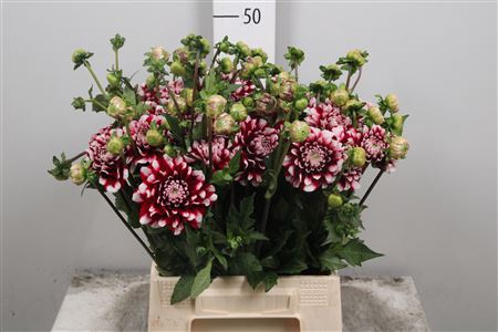 <h4>Dahl Checkers</h4>