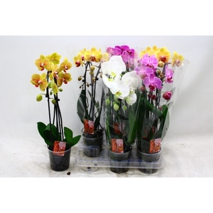 PHAL EL CASCADE