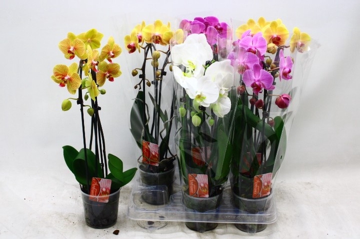<h4>PHAL EL CASCADE</h4>