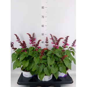 Salvia  'Salgoon Lake Flamingo'