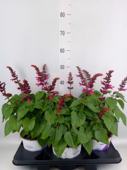 <h4>Salvia  'Salgoon Lake Flamingo'</h4>